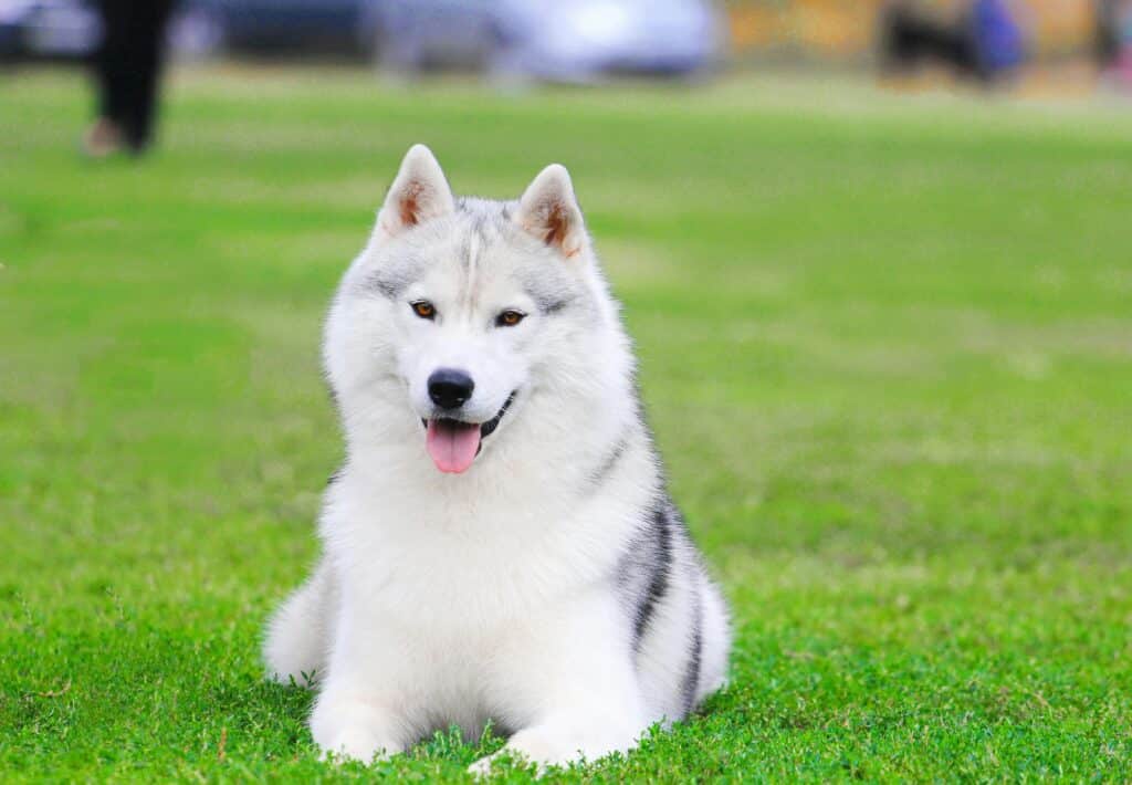 husky sibérien sur l'herbe