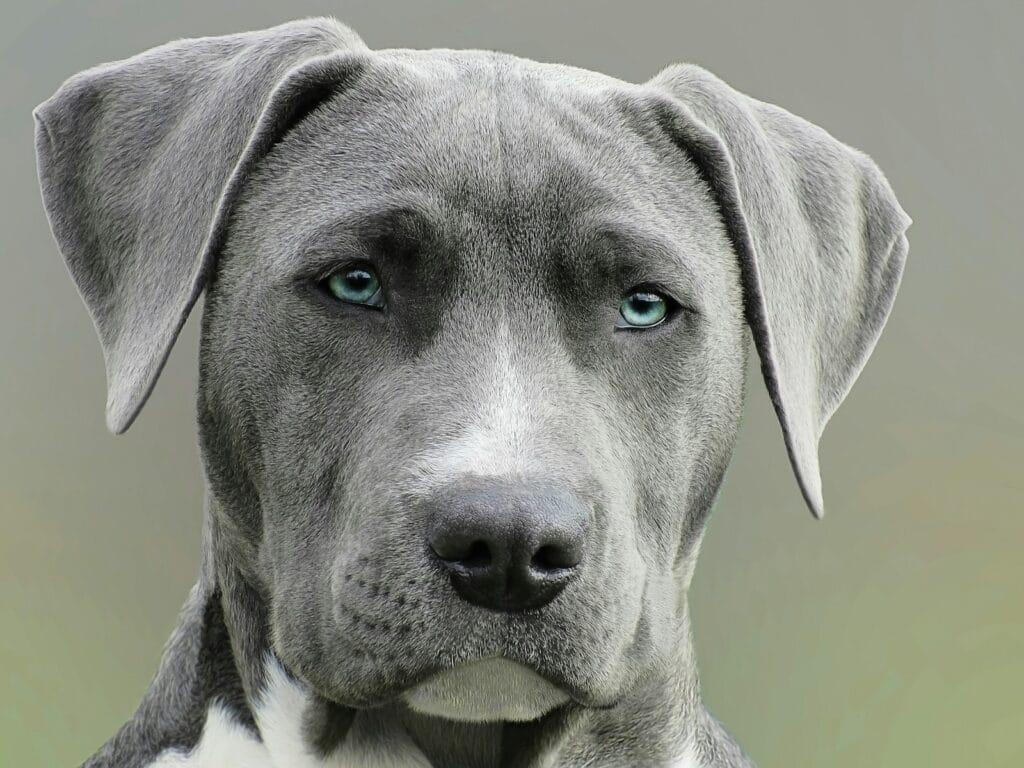 Weimaraner