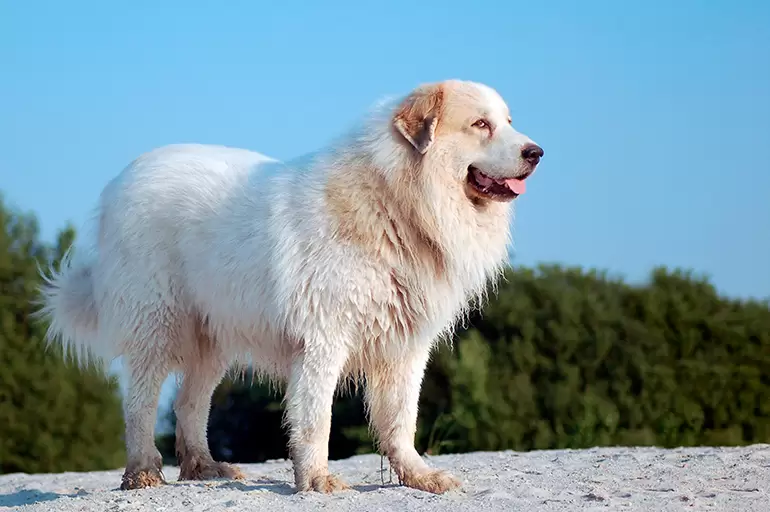 Cane da montagna dei Pirenei