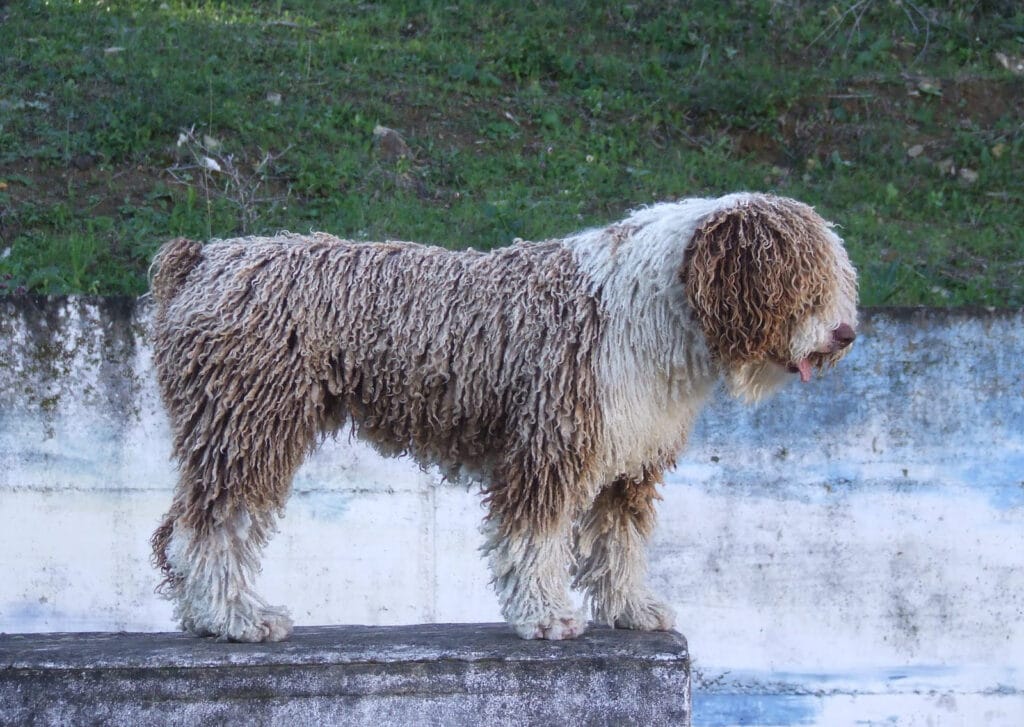Cane d'acqua spagnolo
