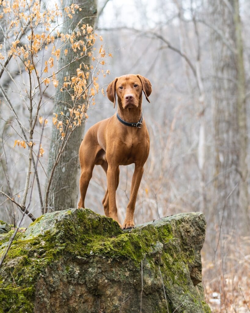 Vizsla
