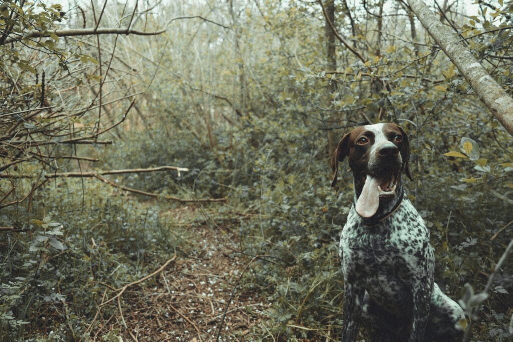 Pointer tedesco