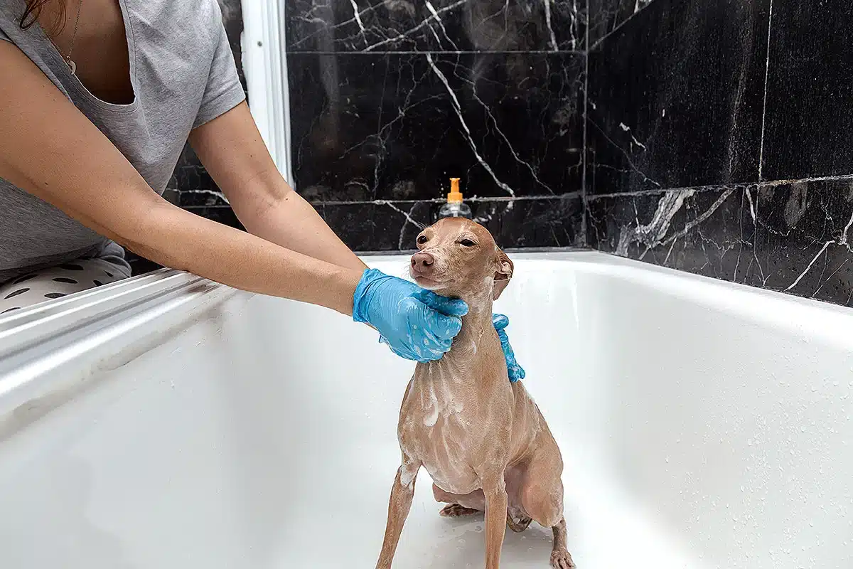 Cómo bañar a un perro