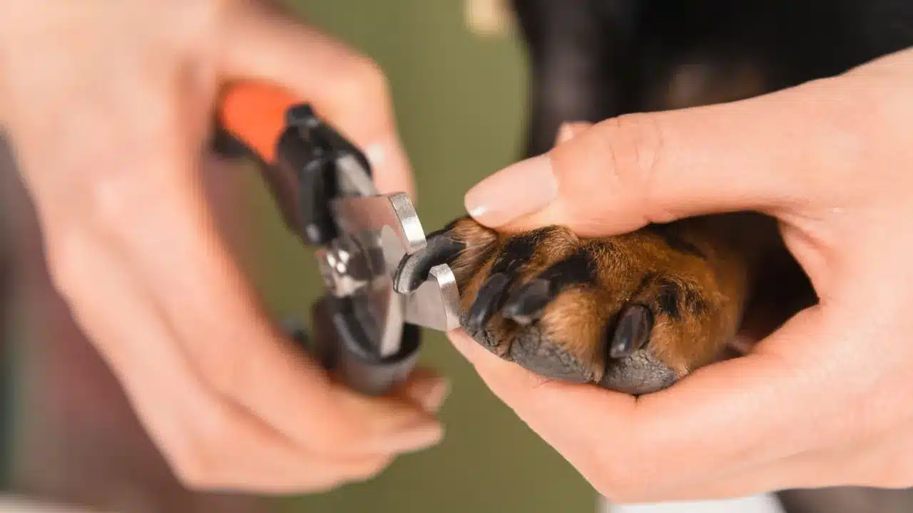 Cómo cortar las uñas a un perro en casa