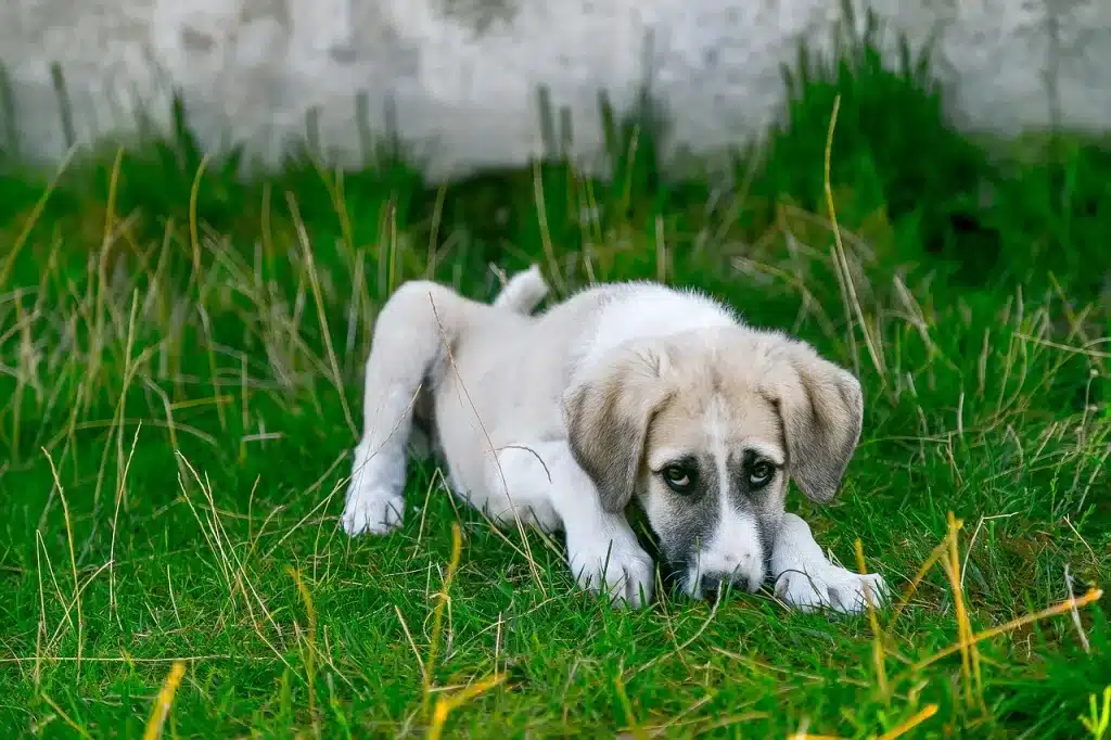 perrito asustado