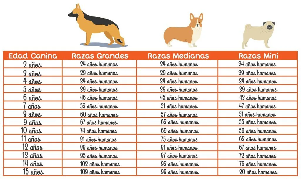comparación edad perro y humano