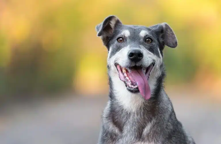 ¿Por qué mi perro respira rápido?