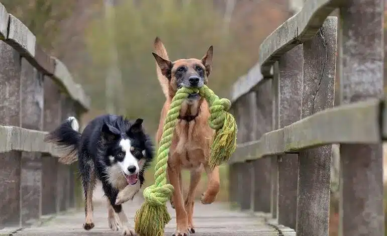 perros jugando