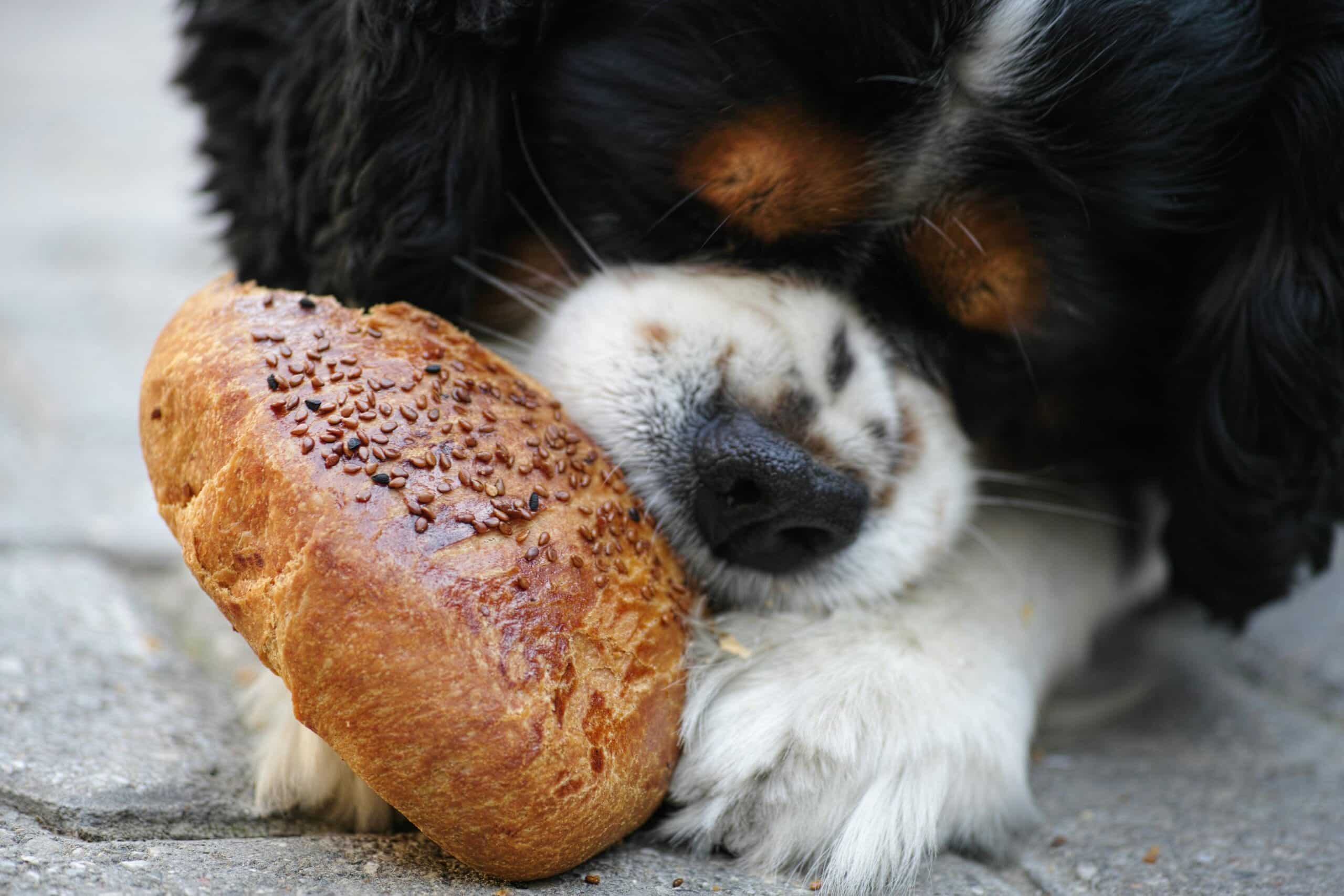 Alimentación perfecta para perros con alergias alimentarias