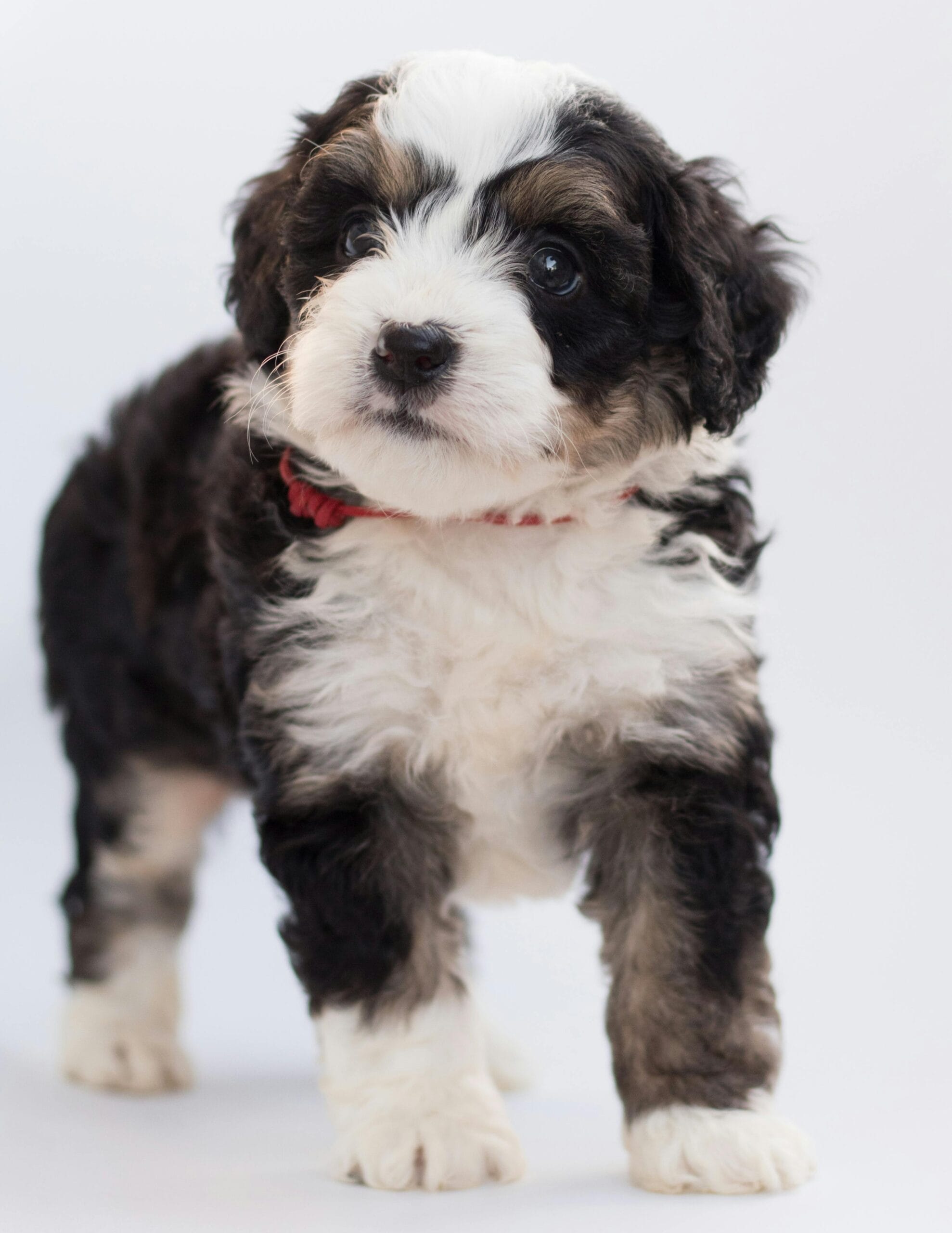 Ventajas de Adoptar un Perro en Lugar de Comprar