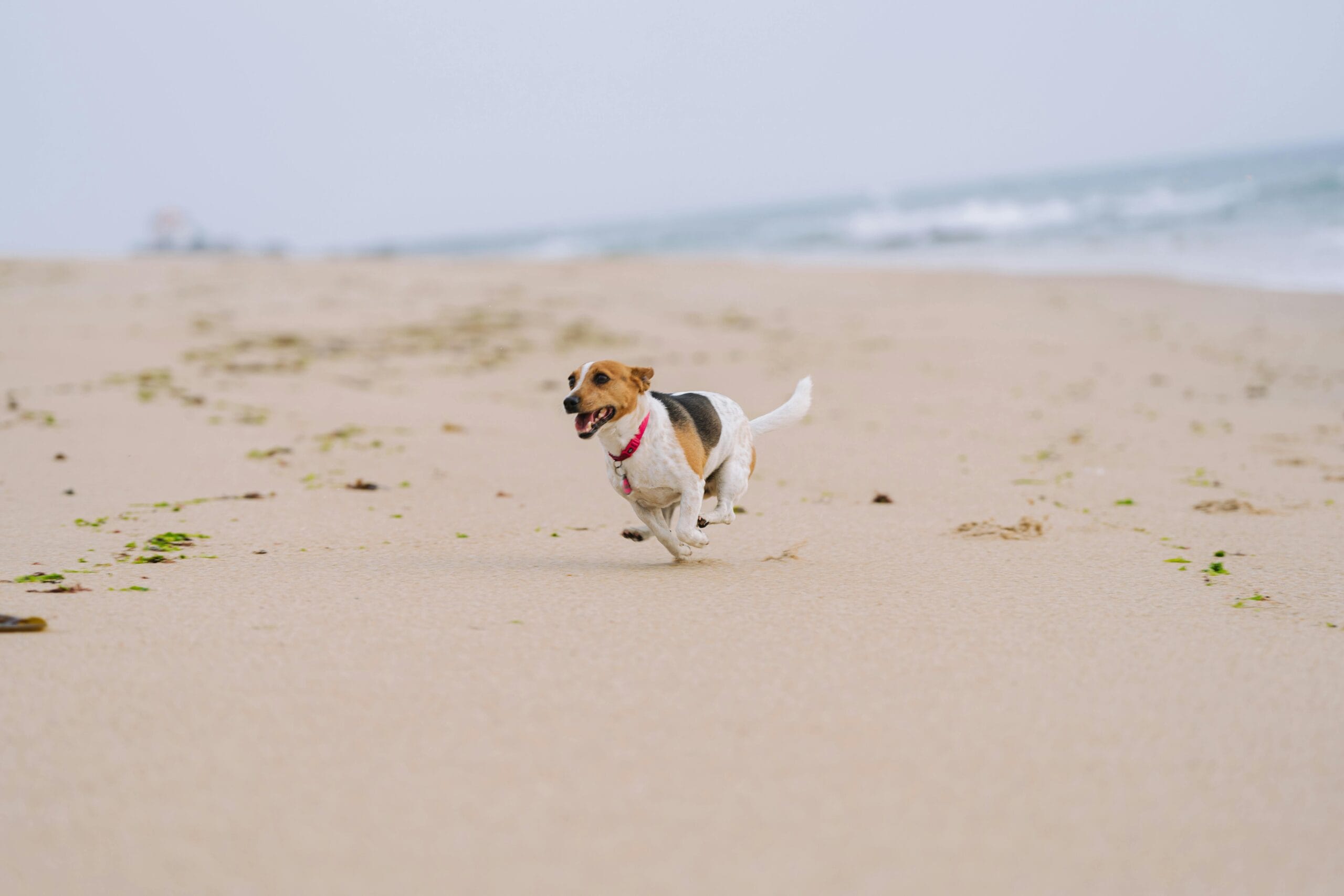 Consejos para ir a la playa con tu perro (bienestar, normas y seguridad)