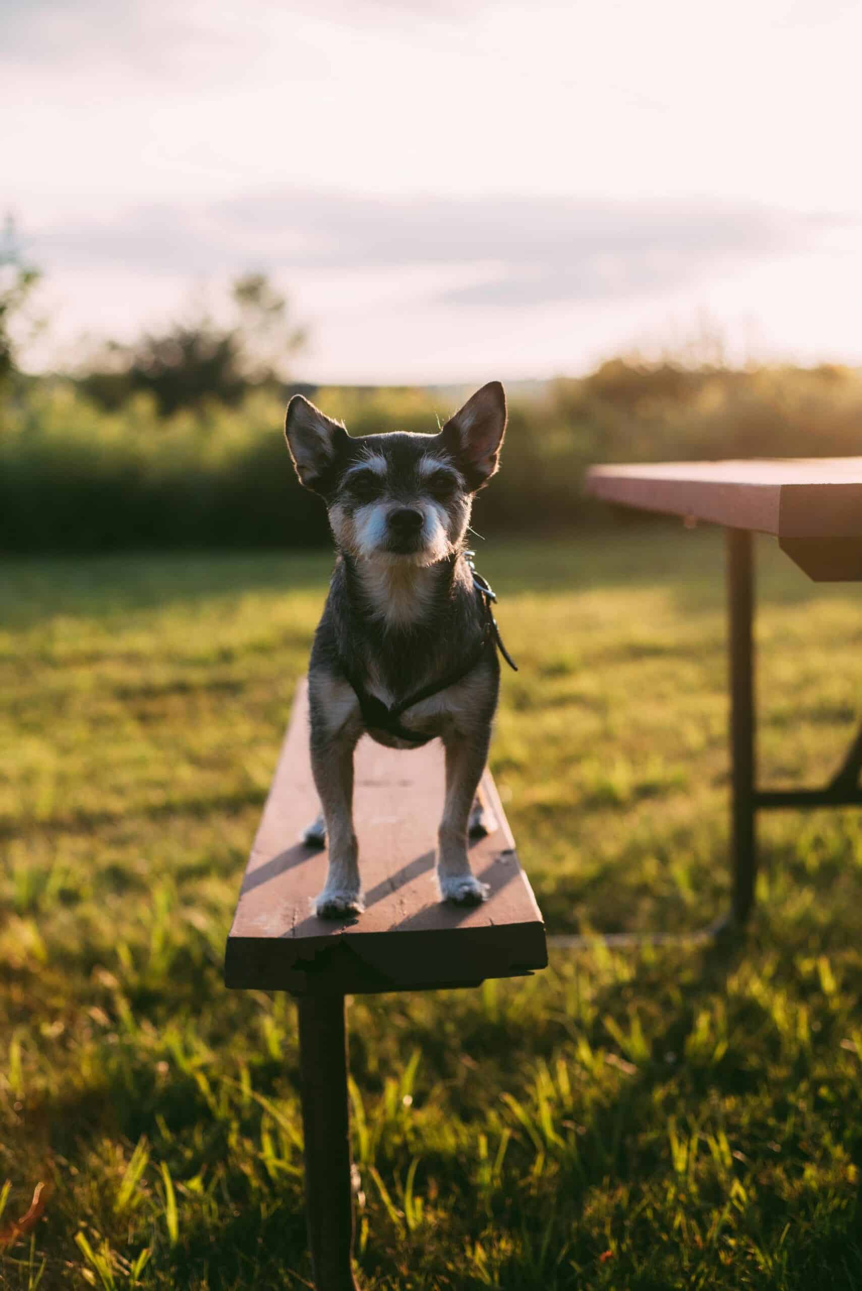 Errores Comunes al Entrenar Perros y Cómo Evitarlos