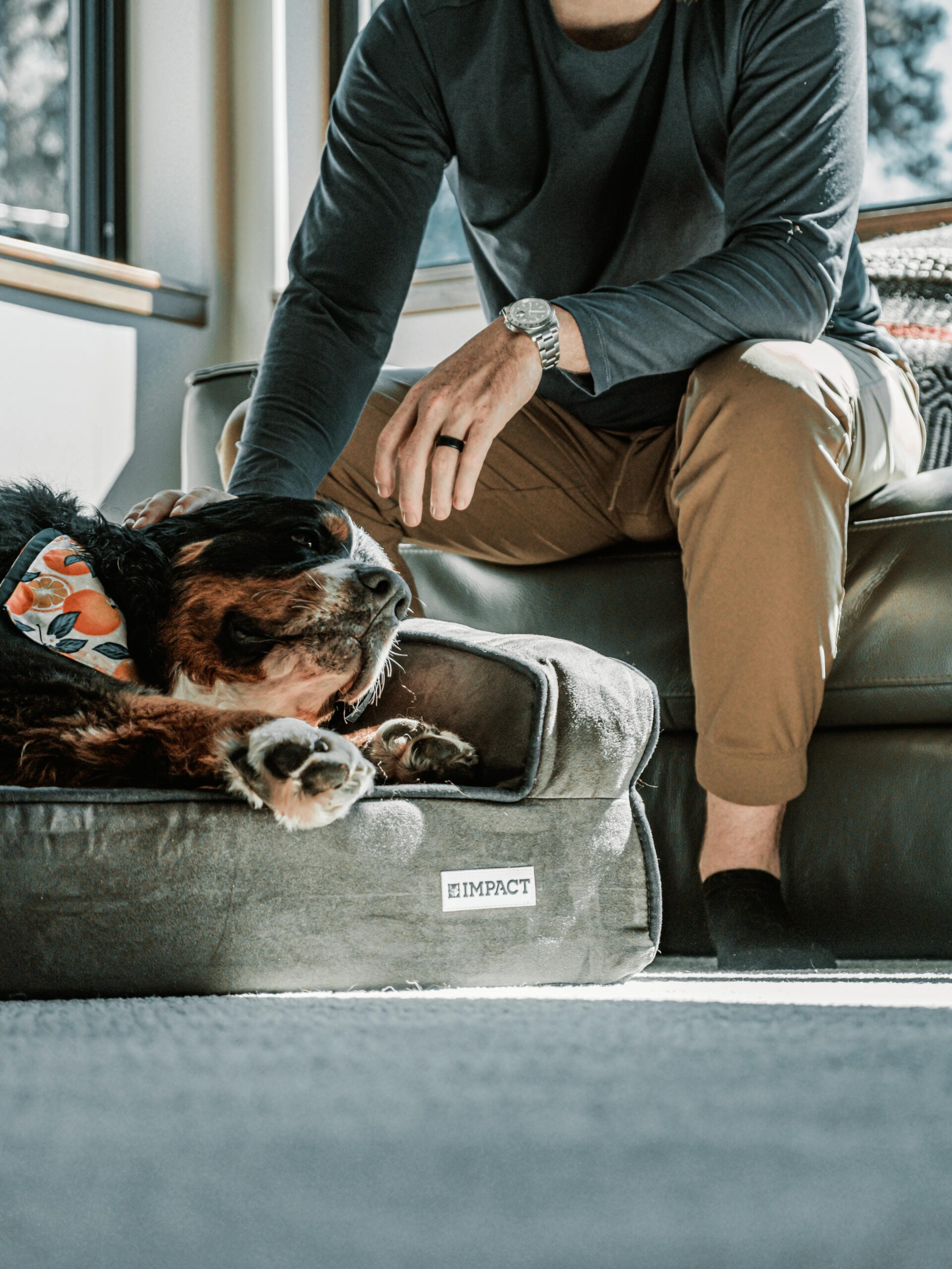 Control de pulgas y garrapatas en perros: métodos seguros