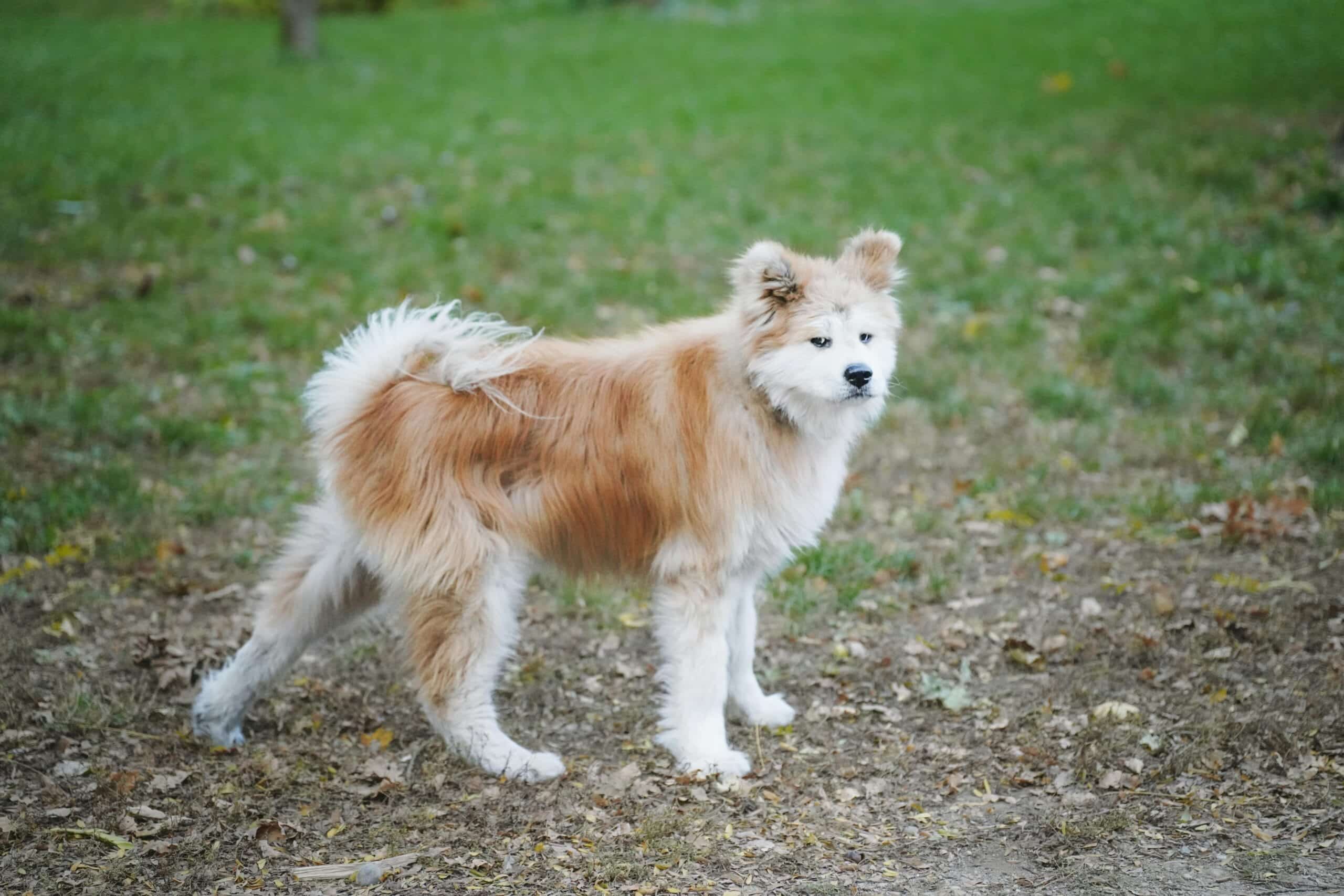Cuidados esenciales del Akita Inu: guía completa