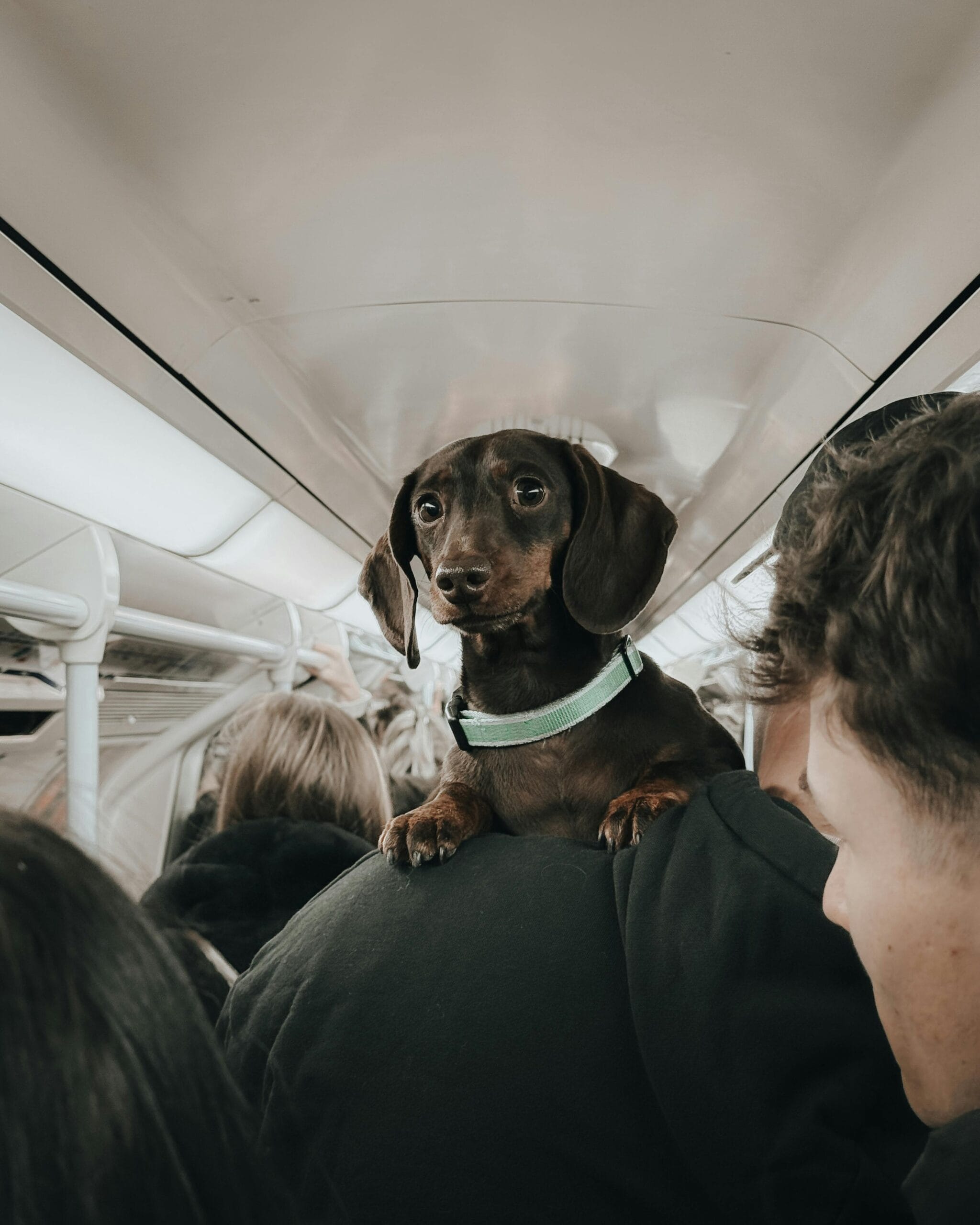 Guía paso a paso para entrenar a un cachorro en casa