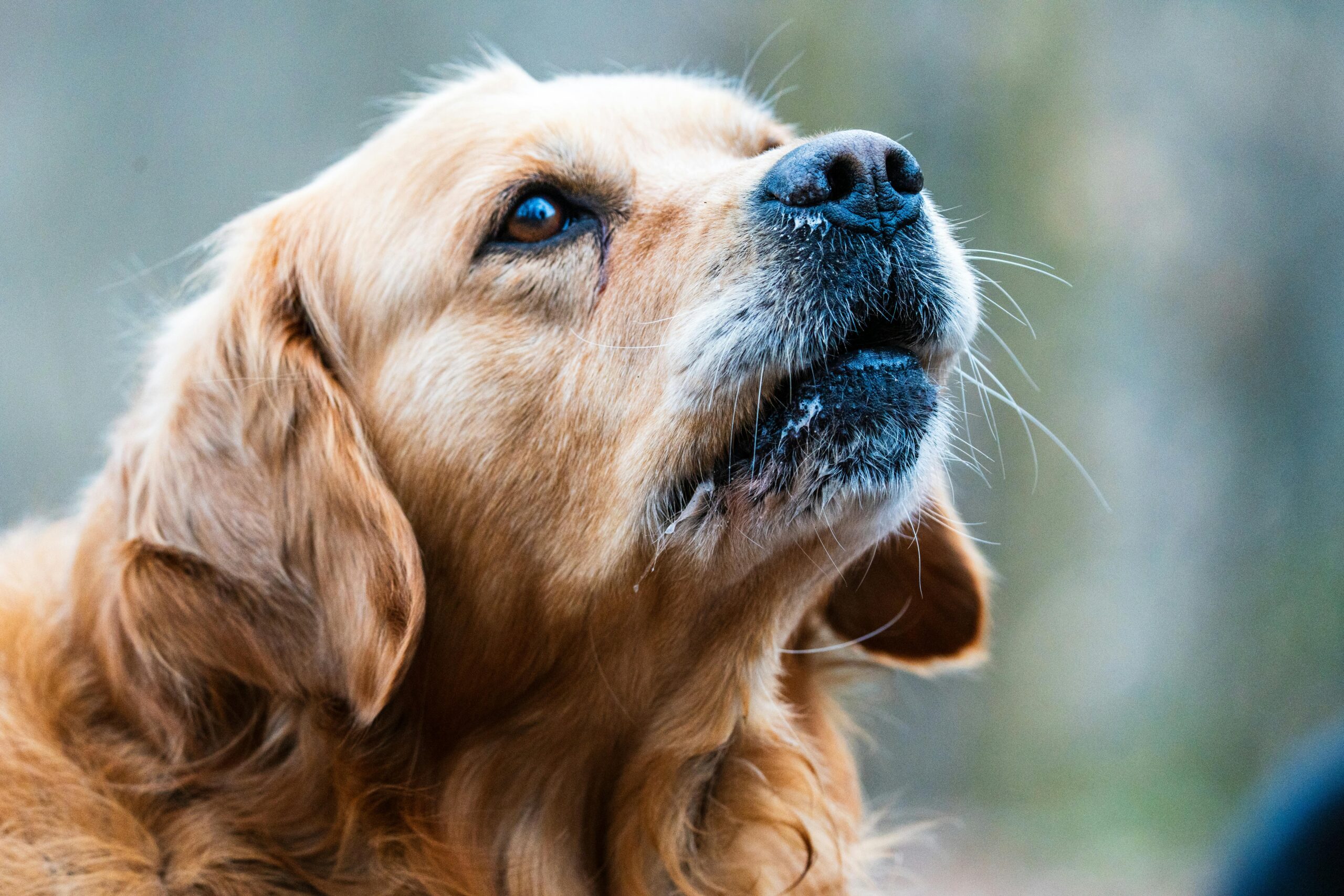 Beneficios de tener un perro para la salud física y mental