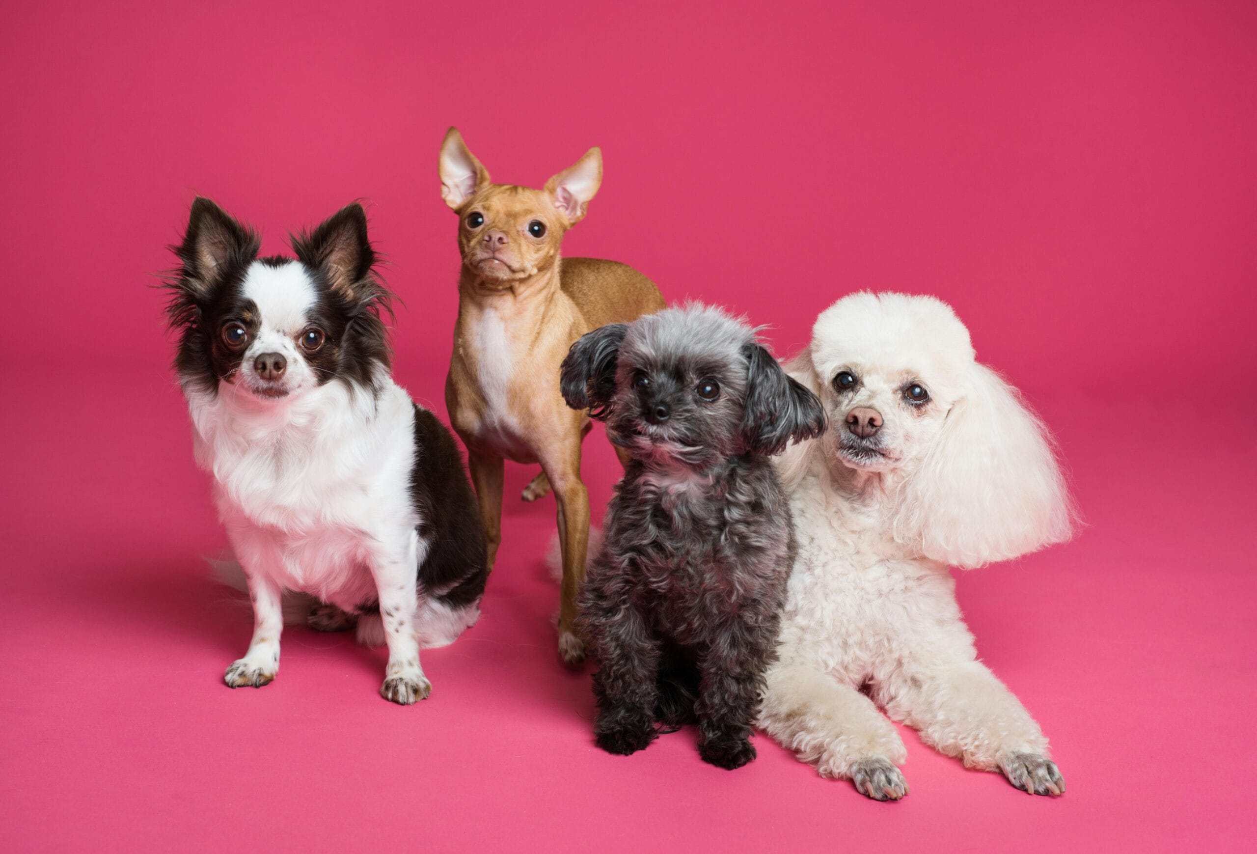 Higiene canina: mantén a tu perro limpio y saludable