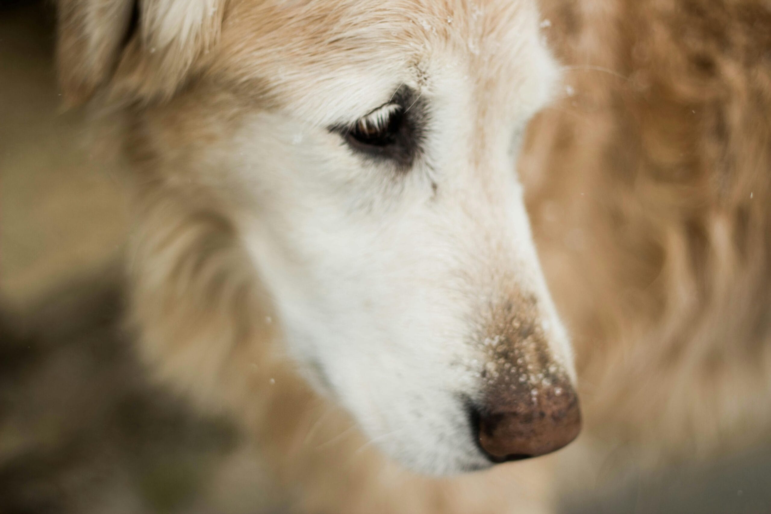 Cómo cuidar perros ancianos y mejorar su calidad de vida