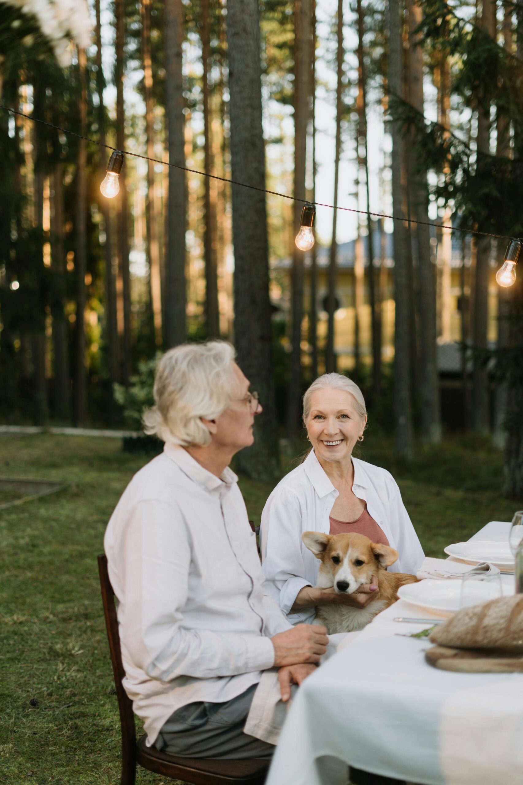 Cuidados y consejos para el bienestar de perros mayores