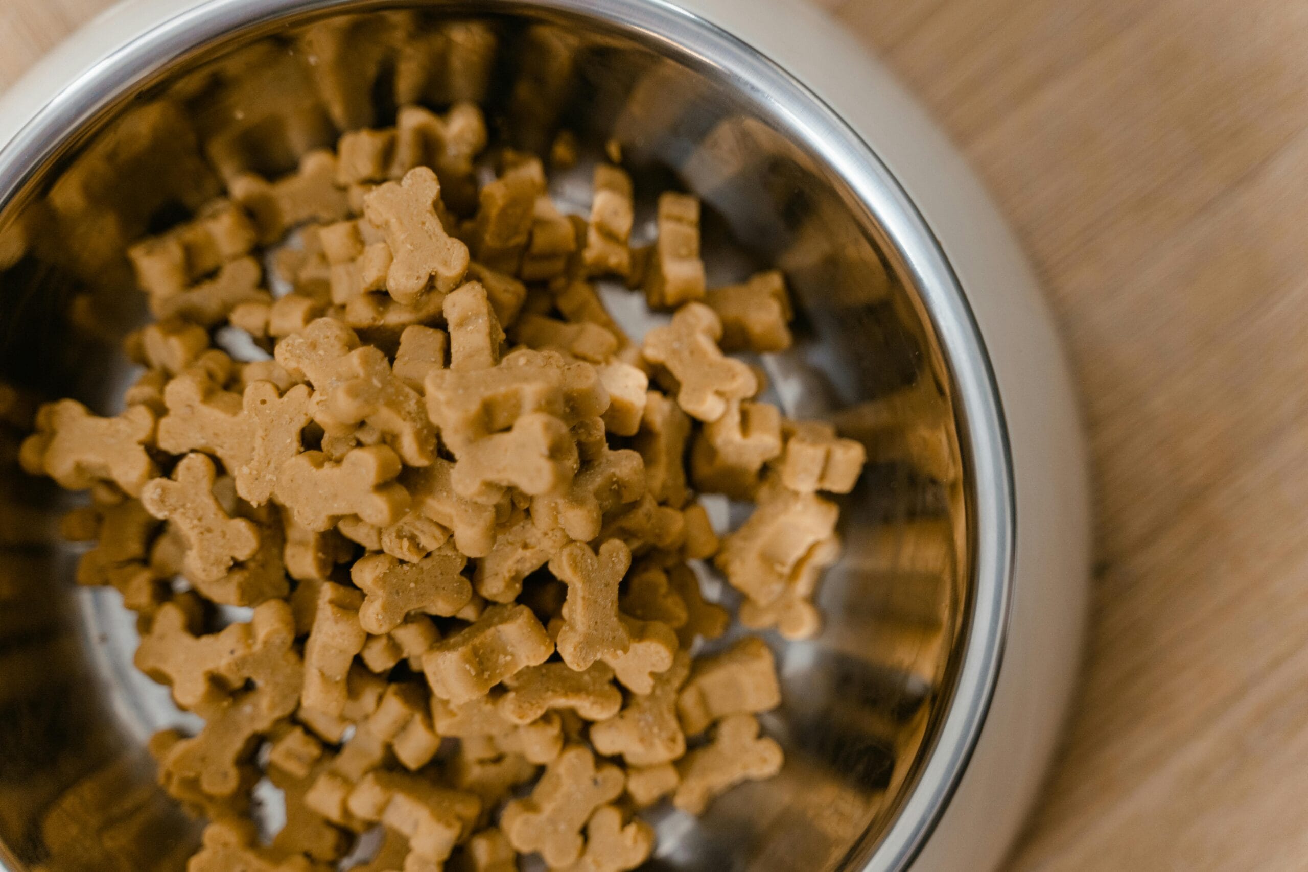 Dietas especiales para perros: cuándo y por qué son necesarias
