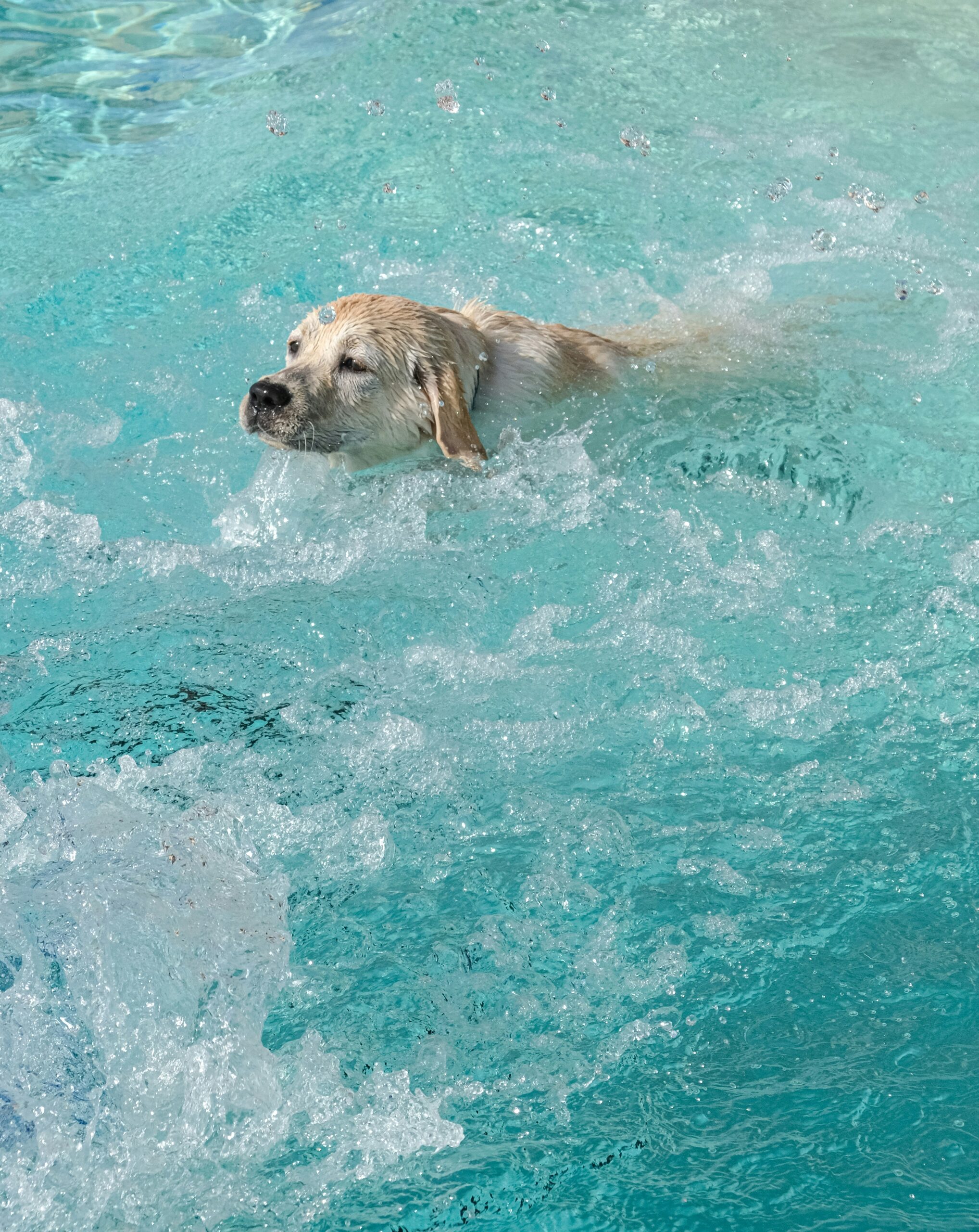 Perro nadando en piscina