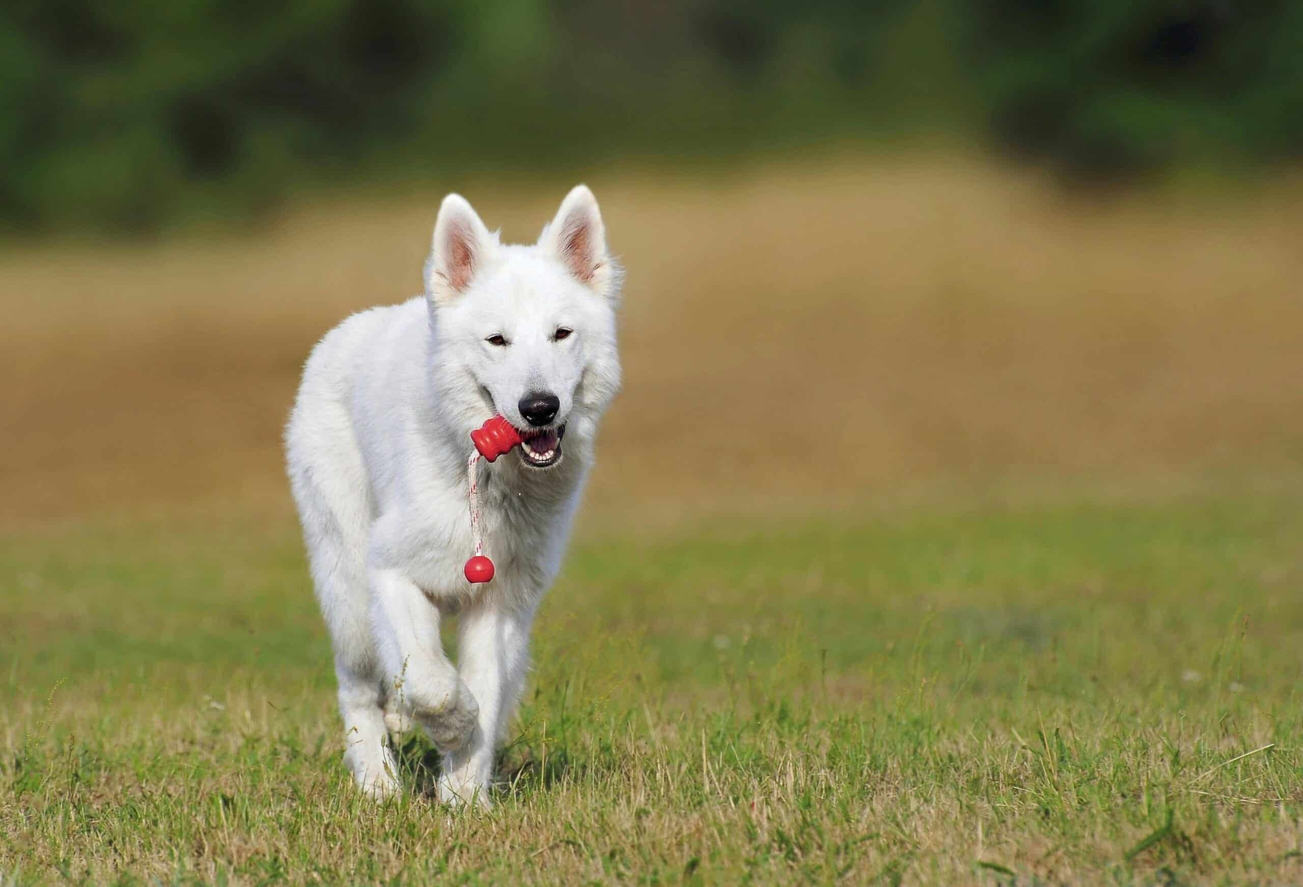 Consejos para Adiestrar Perros con Métodos Positivos