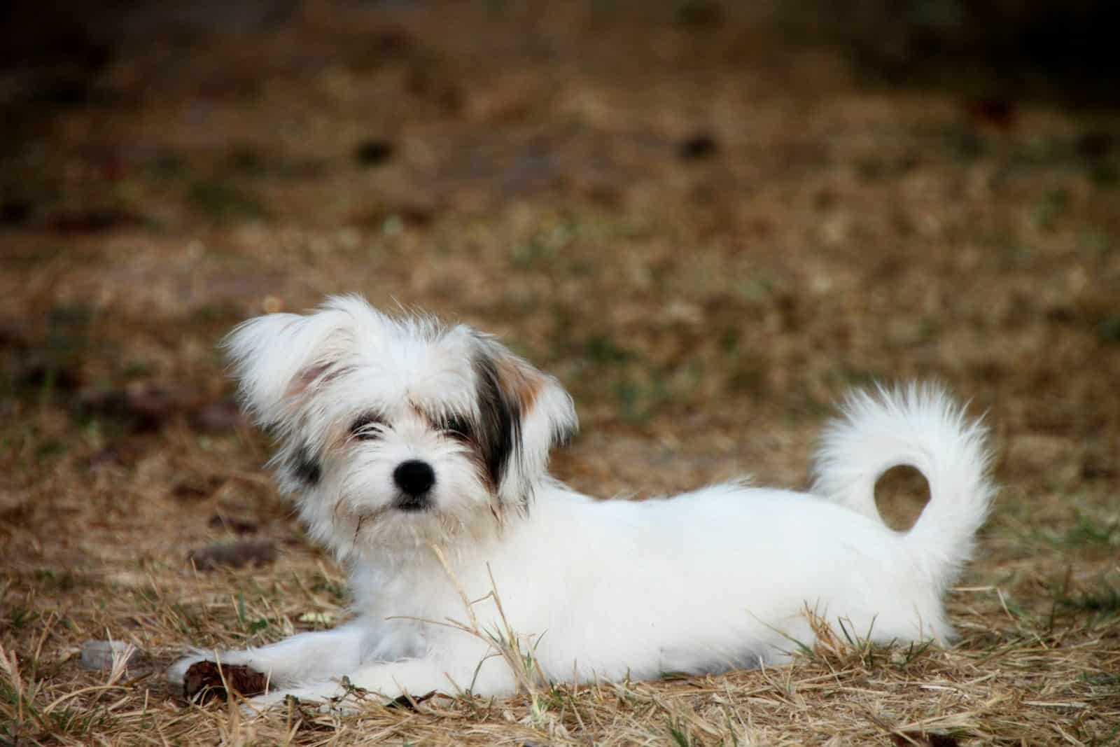 perro pequeño blanco