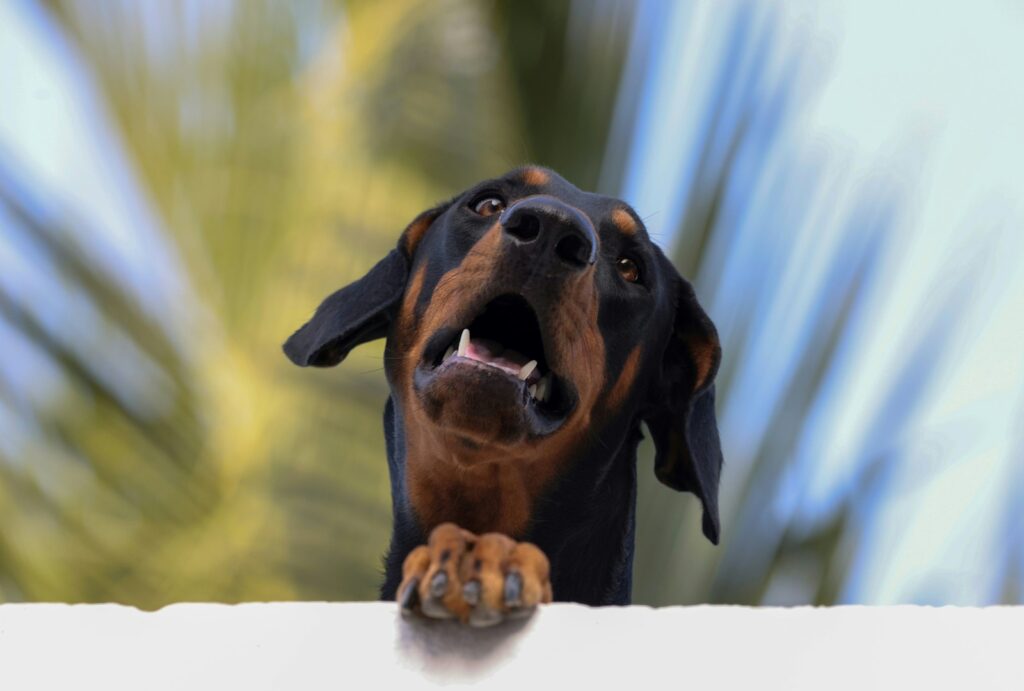 perro marron y negro