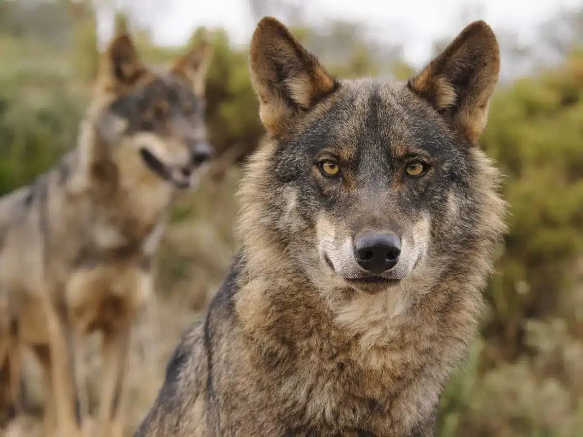 2 lobos ibéricos