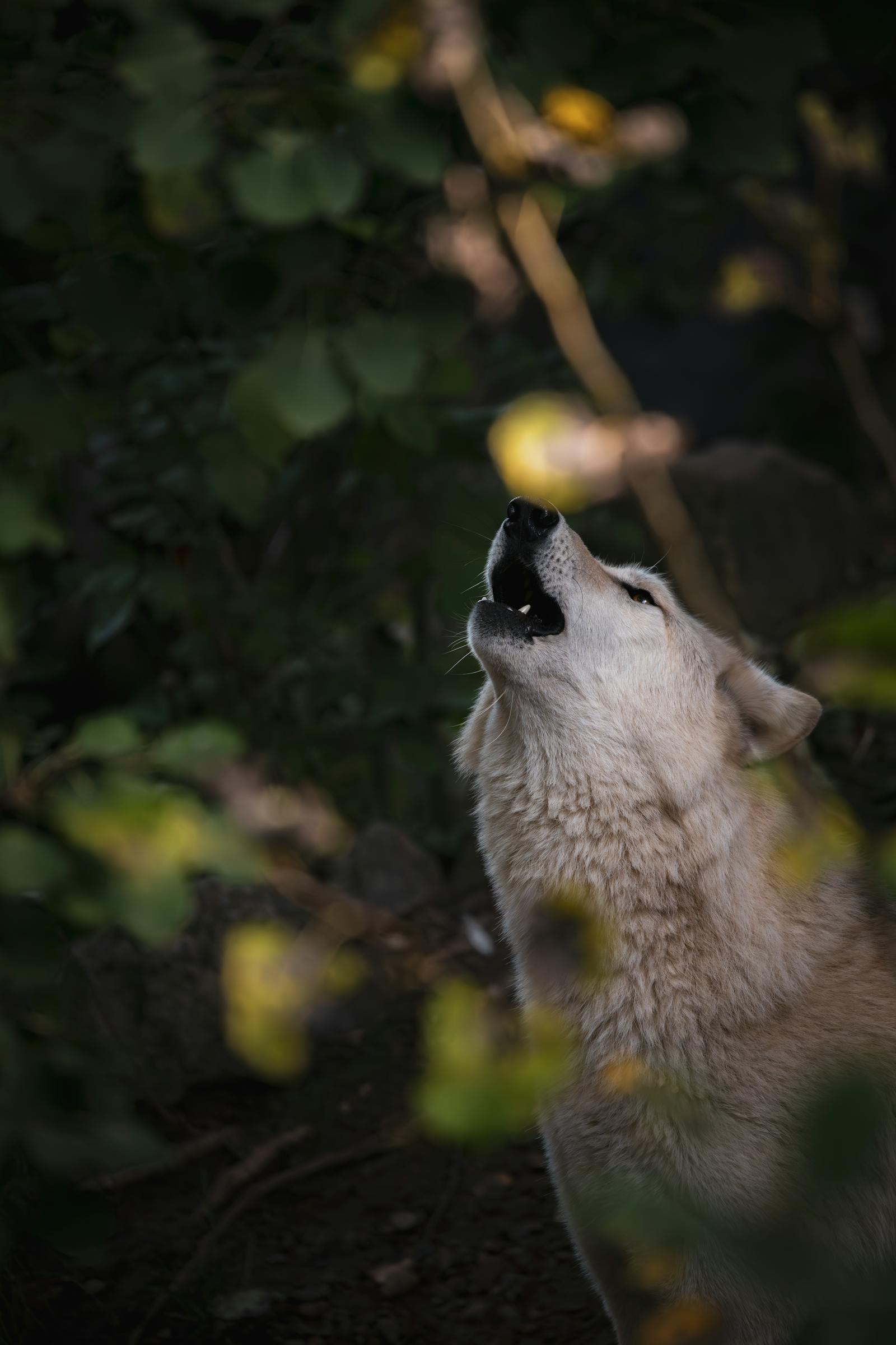 Lobo aullando con la cabeza levantada