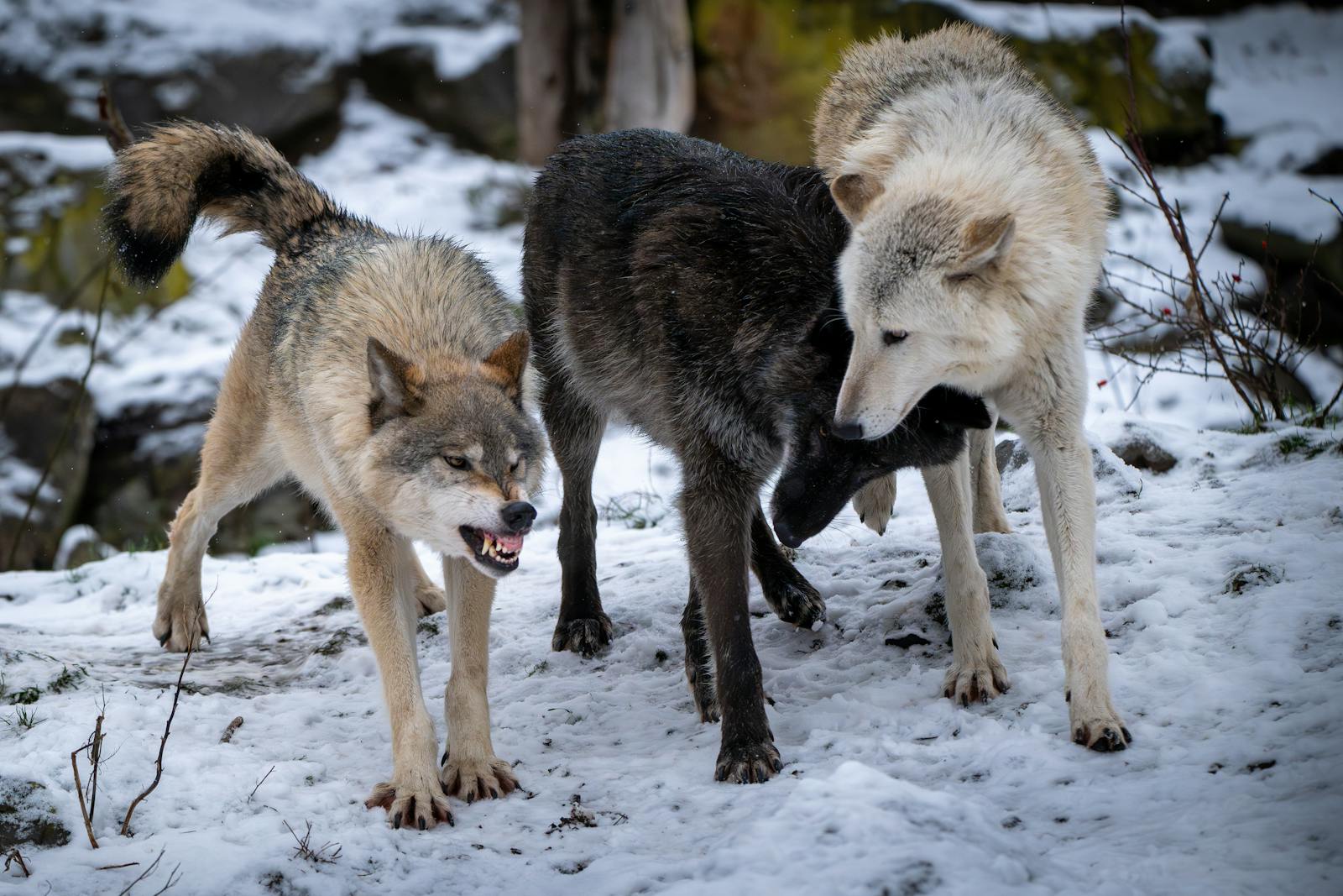 Manada de lobos en la naturaleza