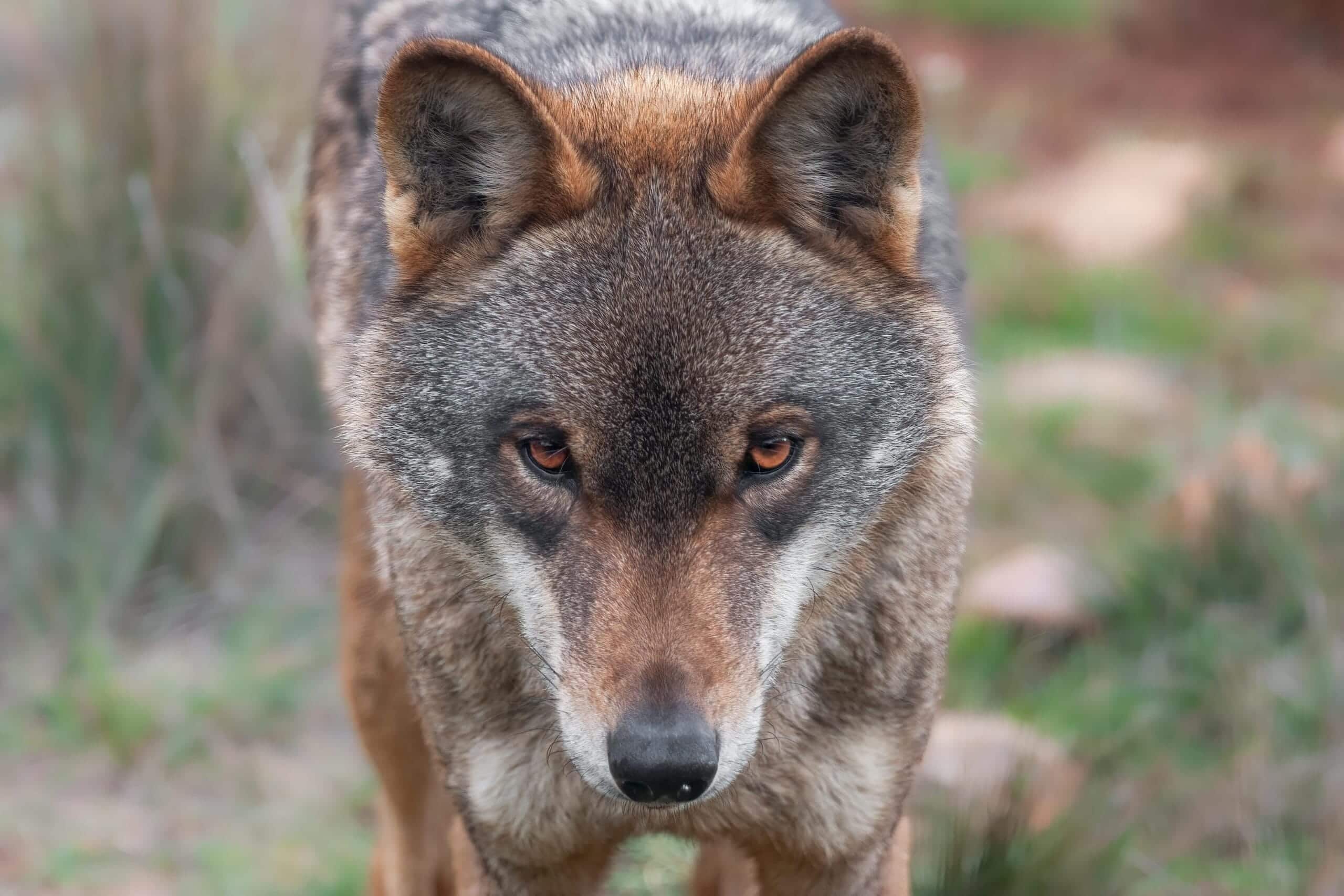 Curiosidades del lobo gris: comportamiento y hábitat