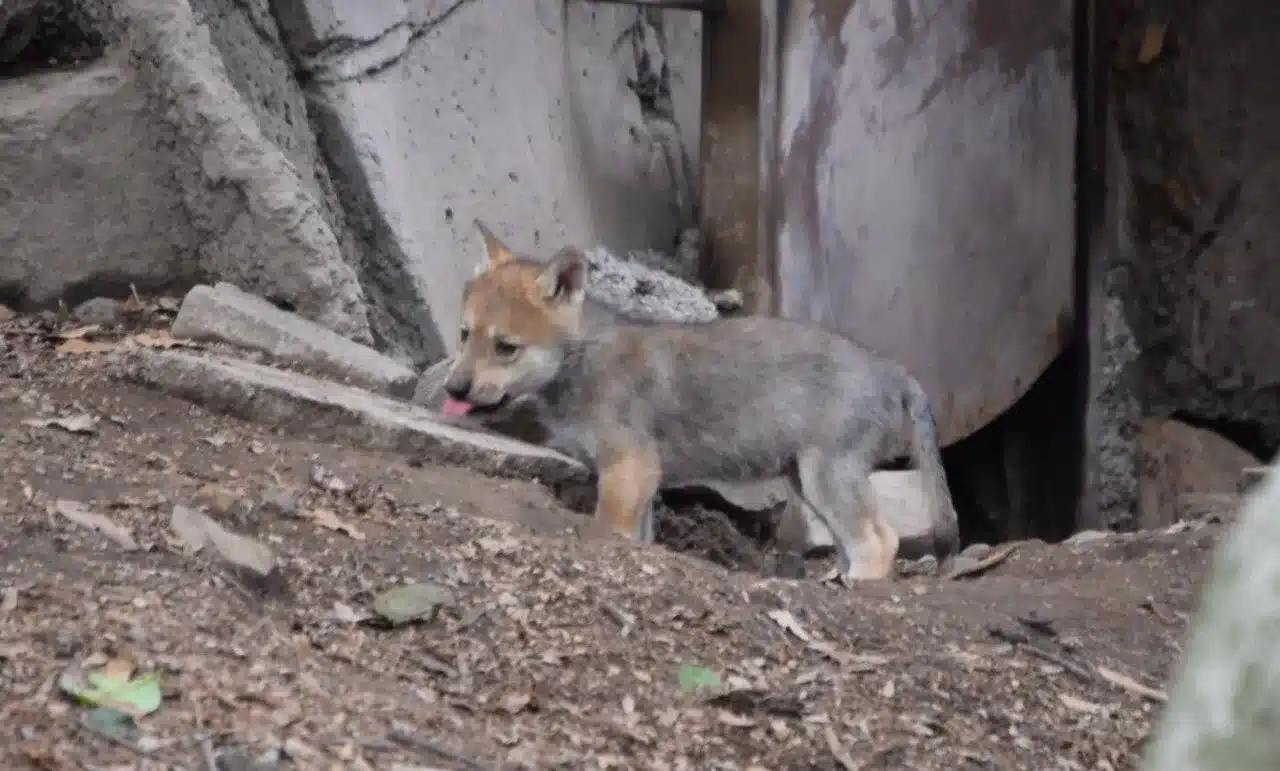 Cachorros de lobo gris mexicano