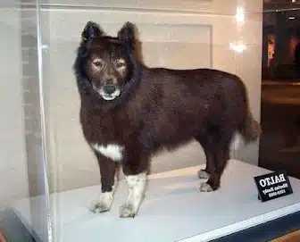 la historia de balto