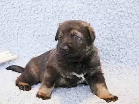 Perrito policia clonado en china en un sofa
