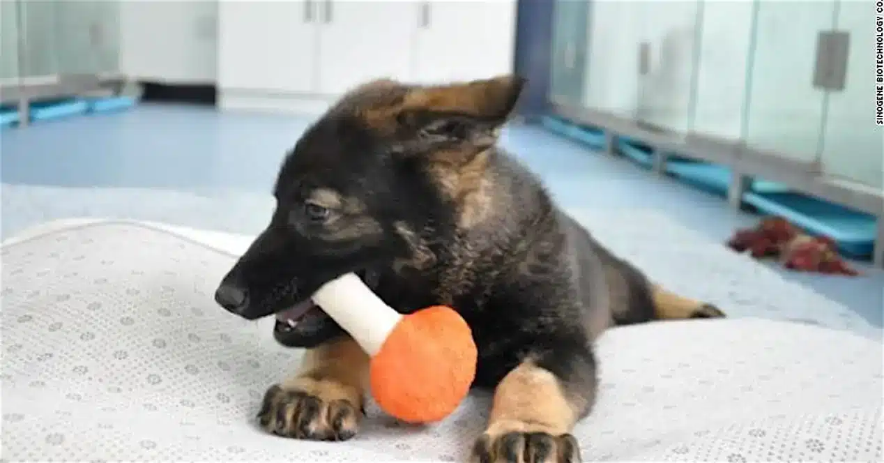 Perro policía clonado en china