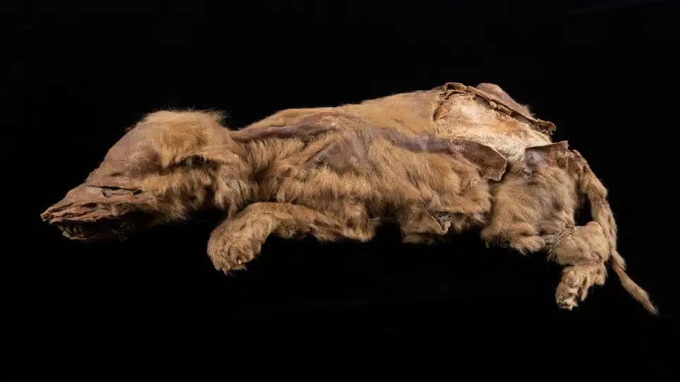 Restos de cría de lobo de 57 mil años