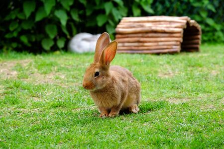 conejo jugando en el jardin