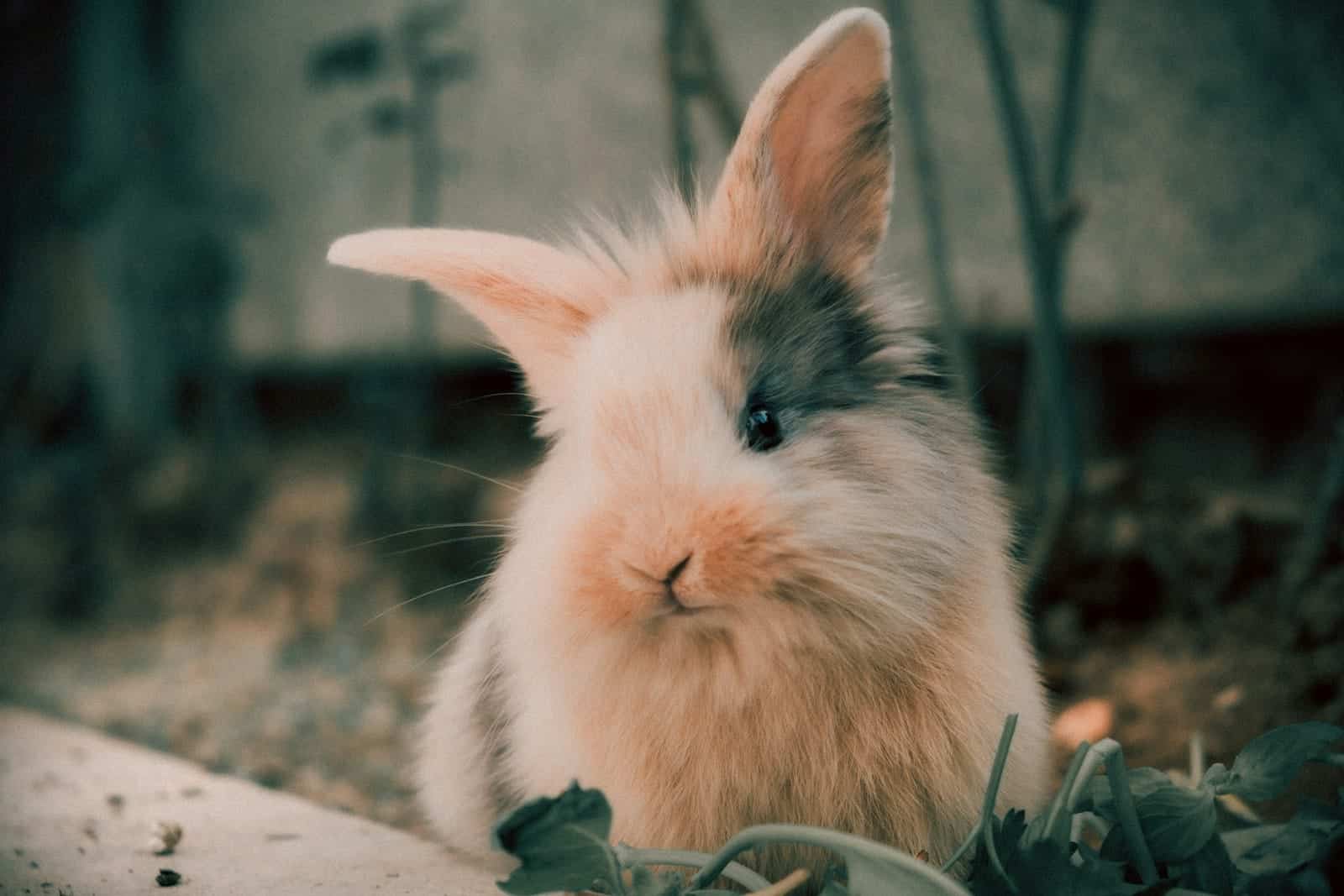 conejo de angora