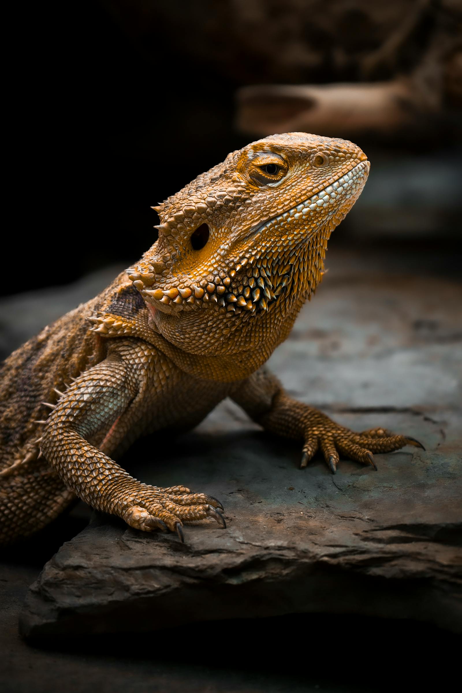 Dragón barbudo o Pogona vitticeps