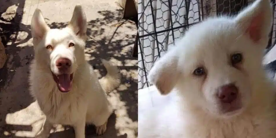 La historia del Perro Lobo Simon