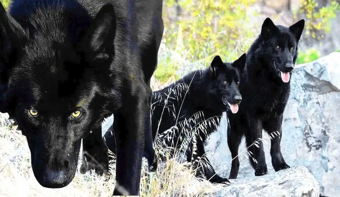 Lobo mexicano calupoh