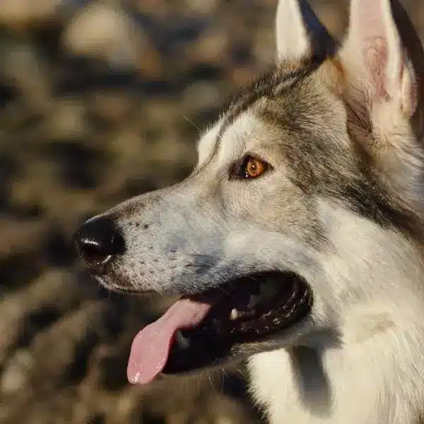 Northern Inuit de cerca