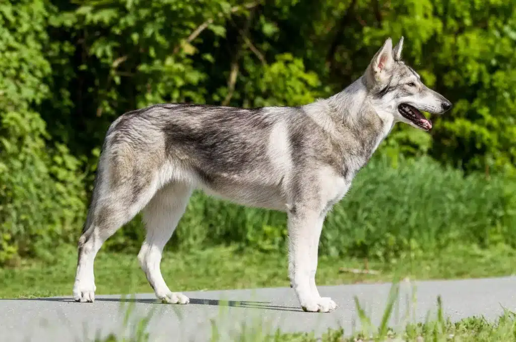 Northern Inuit de perfil