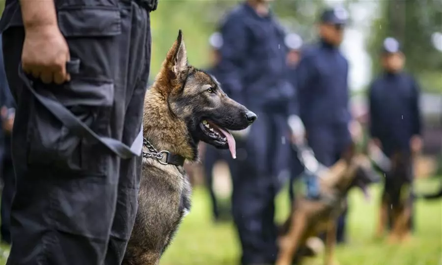 Perro Lobo de Kunming policia