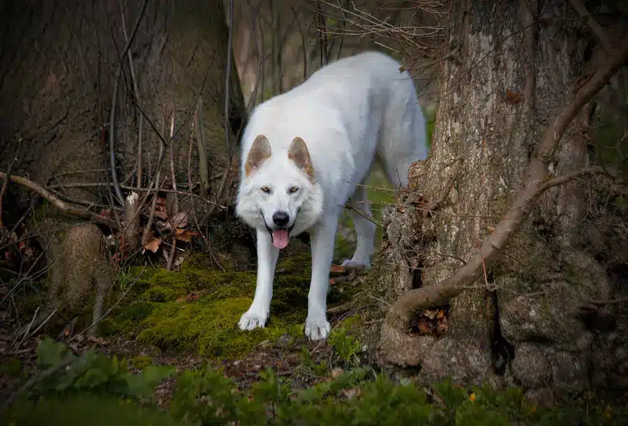 Perro Lobo de Northern Inuit en el bosque