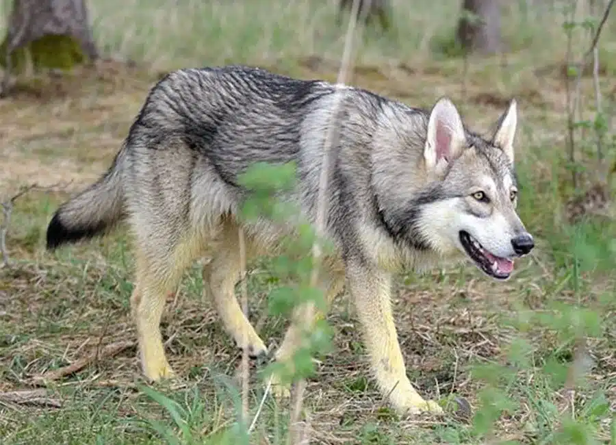 Perro lobo de Saarloos