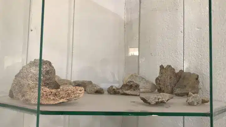 Restos de un lobo gigante y de un mamut