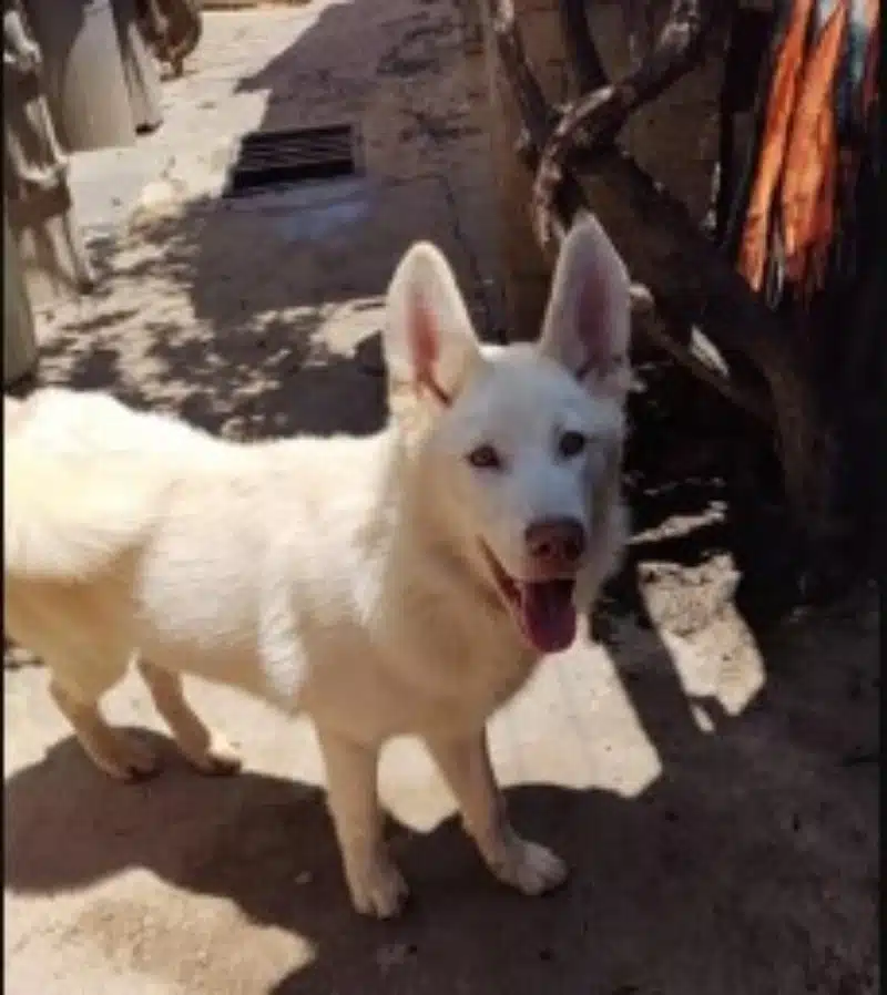 Simon el perro lobo blanco