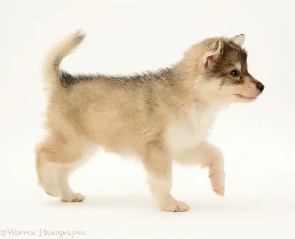 Utonagan perro lobo pequeno